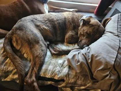An adult large-sized male Brown / Chocolate Mixed Breed dog named Gus for adoption in Kansas City, MO