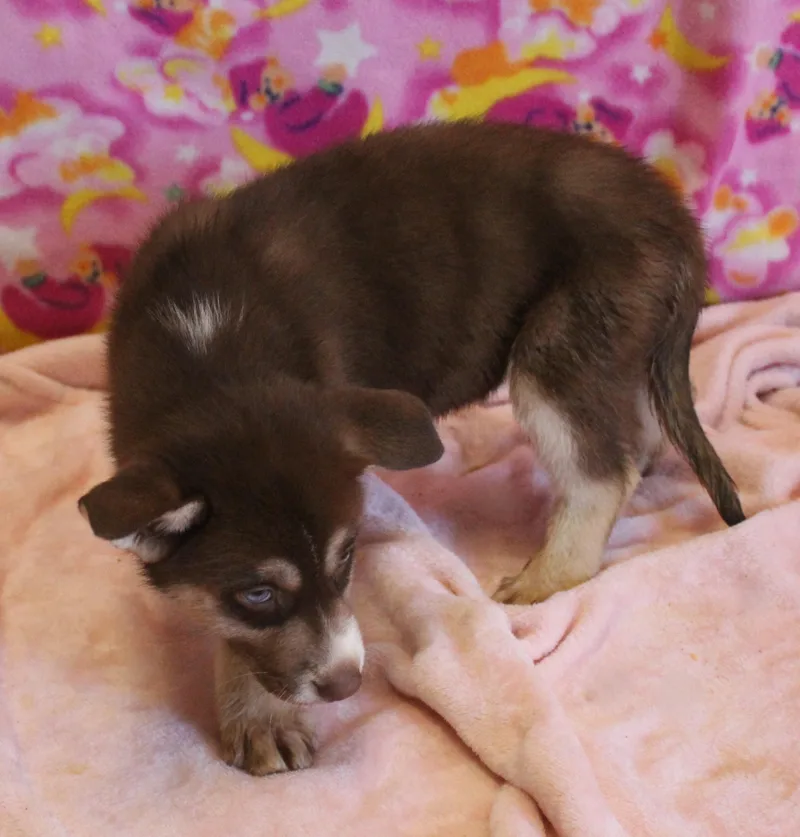 A baby large-sized female Brown / Chocolate German Shepherd Dog dog named Hazelnut for adoption in Yucca Valley, CA
