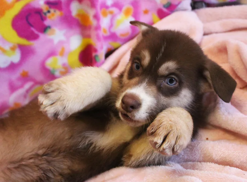 Hazelnut thumbnail 4