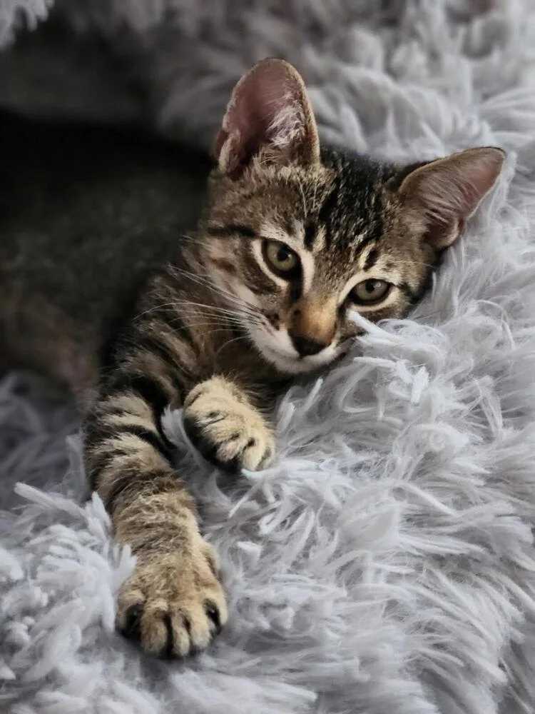 A baby small-sized male Tabby (Brown / Chocolate) Domestic Short Hair cat named Minicooper for adoption in Lancaster, CA