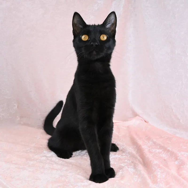A baby medium-sized female Domestic Short Hair cat named Martha for adoption in Mobile, AL