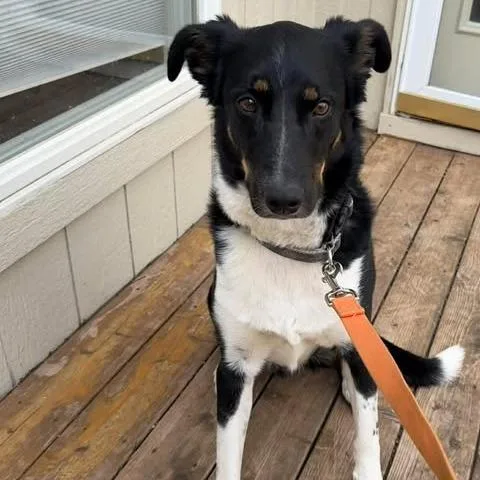 Marshall thumbnail 2