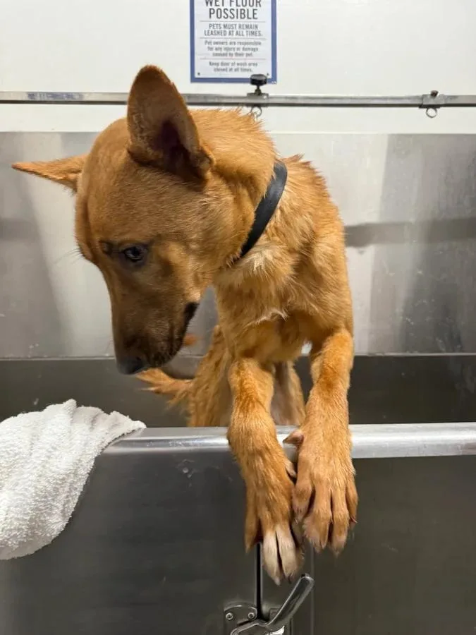 An adult medium-sized male Yellow / Tan / Blond / Fawn Mixed Breed dog named Jax for adoption in Ellijay, GA