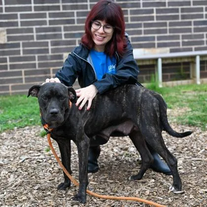 An adult large-sized female Mixed Breed dog named Keemah for adoption in Chamblee, GA