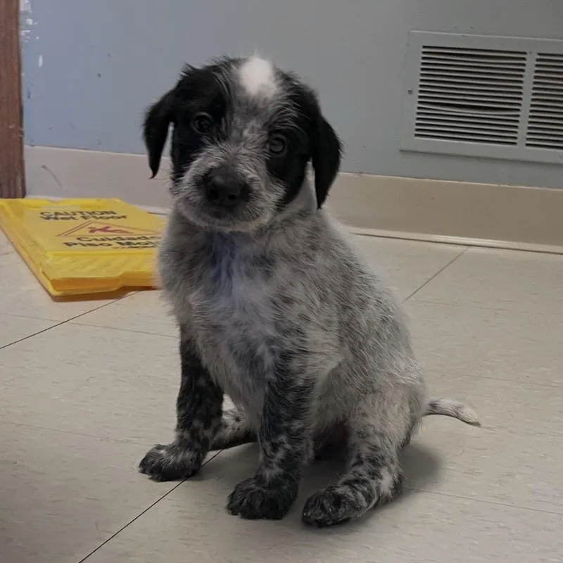 A baby medium-sized male Gray / Blue / Silver Cattle Dog dog named Lars for adoption in West Jefferson, OH