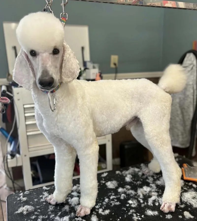 A young medium-sized female Standard Poodle dog named Matteo for adoption in Decatur, GA