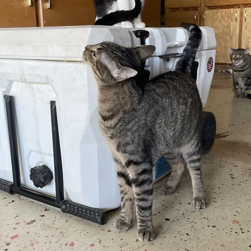 A baby medium-sized male Tabby (Brown / Chocolate) Domestic Short Hair cat named Macaroni for adoption in Liverpool, TX