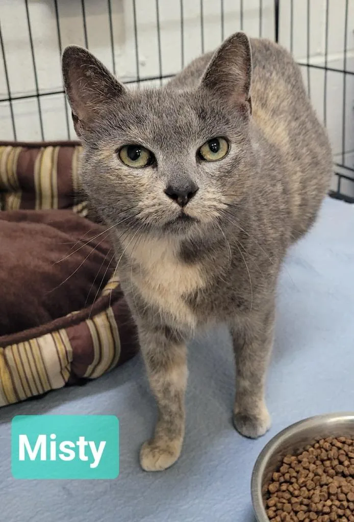 A young medium-sized female Domestic Short Hair cat named Misty for adoption in Richmond, IN