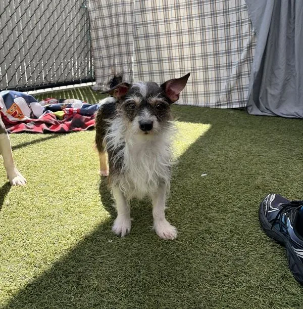 Rossetti thumbnail 2