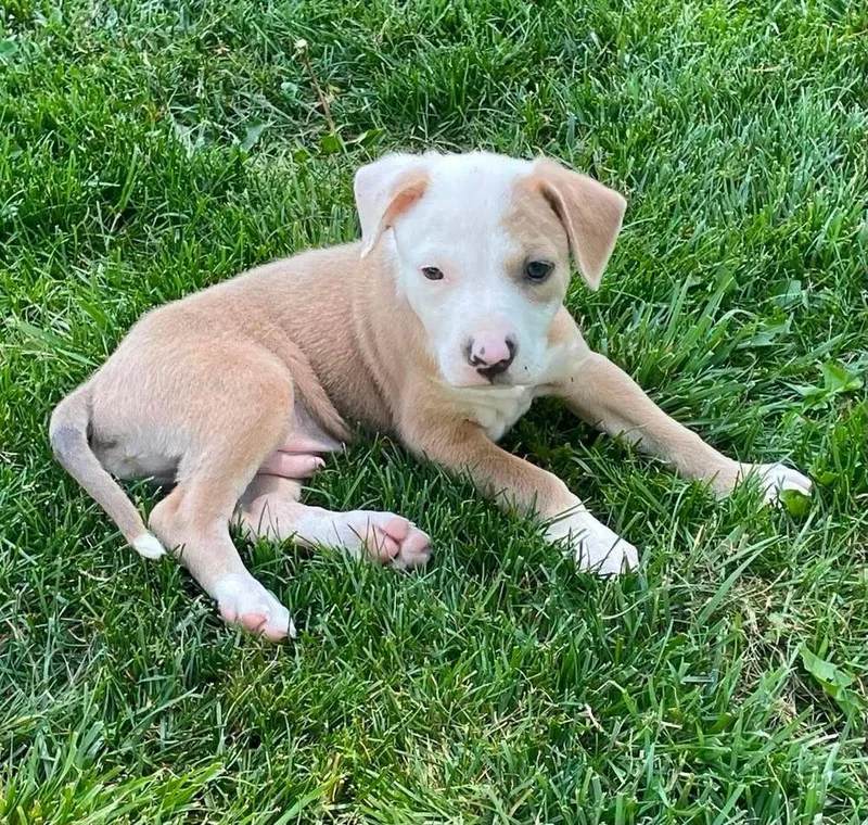 A baby medium-sized male Brown / Chocolate Pit Bull Terrier dog named Folklorem for adoption in Wenonah, NJ