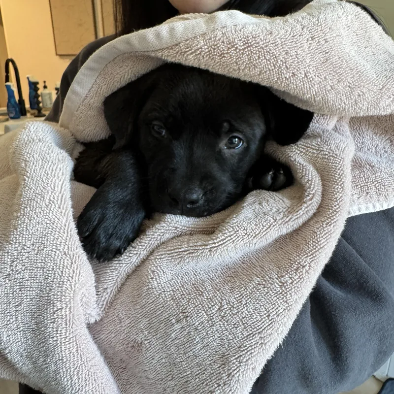 A baby medium-sized male Mixed Breed dog named Reggie for adoption in Charlotte, NC