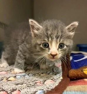 A baby medium-sized female Tabby (Gray / Blue / Silver) Domestic Short Hair cat named Riff for adoption in Mason City, IA