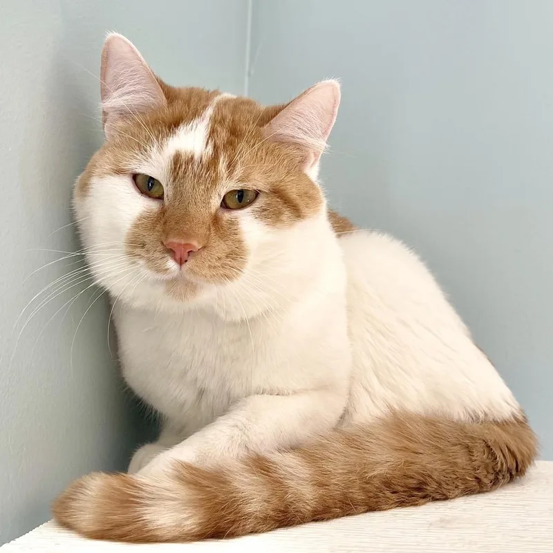 An adult medium-sized male Orange / Red Domestic Medium Hair cat named Bluemoon for adoption in Deerfield, IL