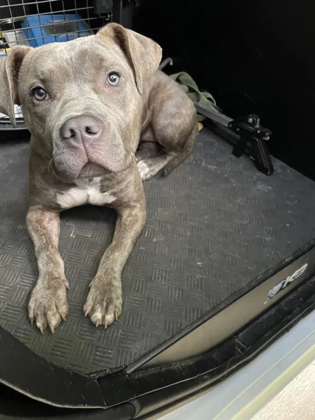 A young small-sized female American Bulldog dog named Xara for adoption in Derwood, MD