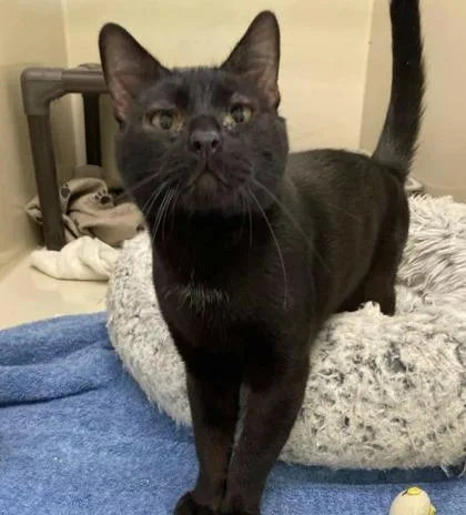 A young small-sized male Domestic Short Hair cat named B usch for adoption in Sacramento, CA