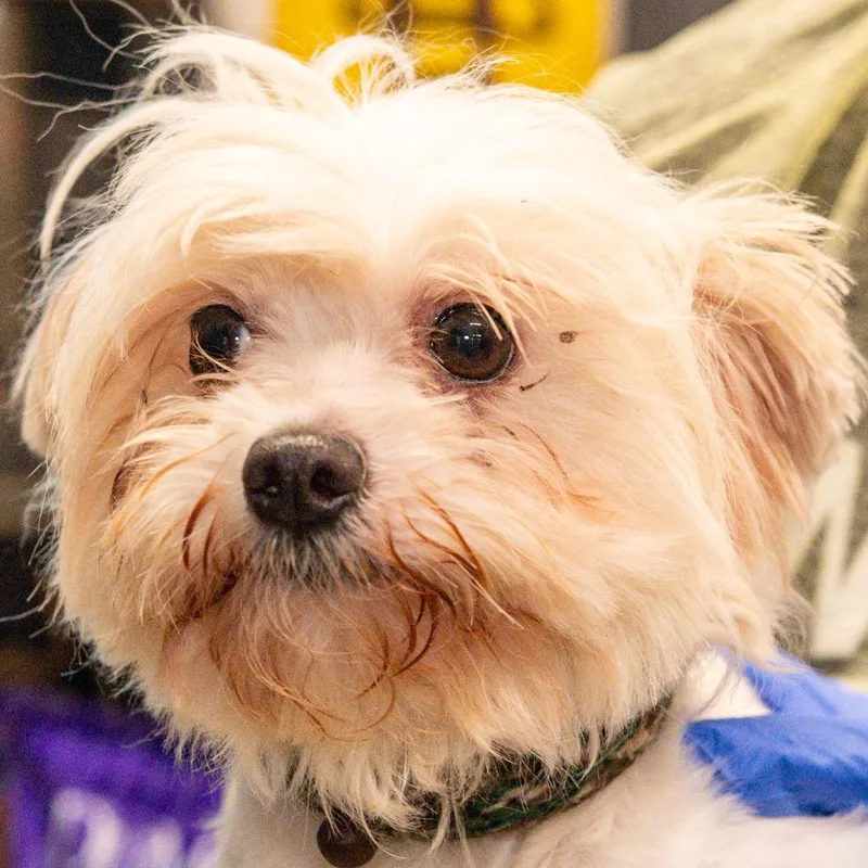 An adult small-sized female White / Cream Maltese dog named Cressida Avail  at for adoption in Kennebunk, ME