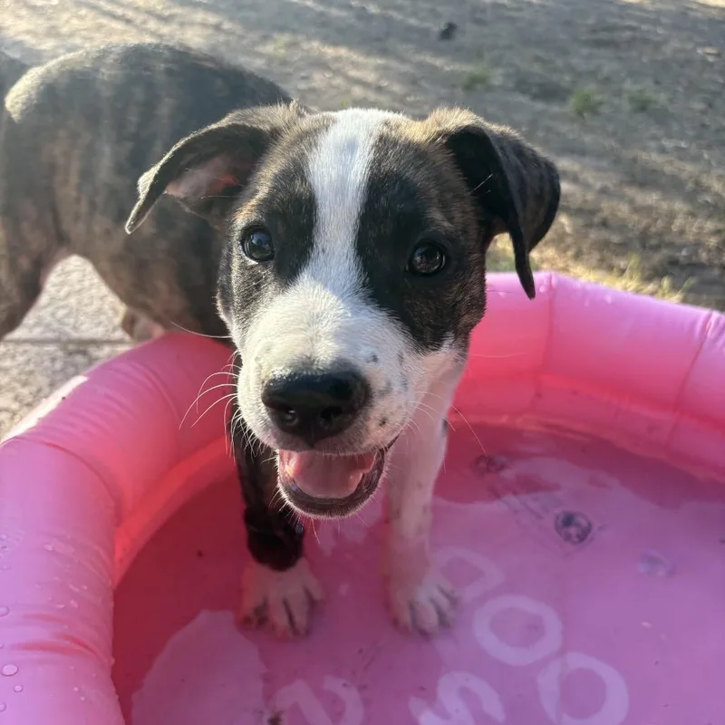 A baby large-sized male Brindle Boxer dog named Noodle for adoption in Oceanside, CA