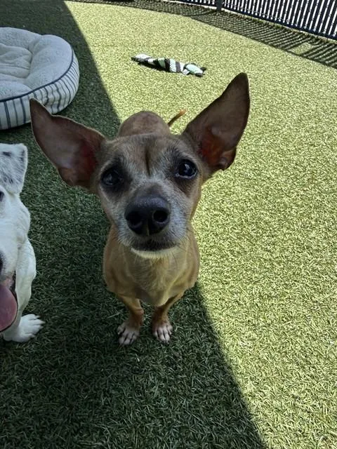 An adult small-sized female Chihuahua dog named Molly for adoption in Chula Vista, CA