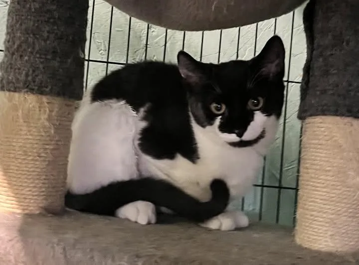 A baby small-sized female American Shorthair cat named Lacey for adoption in Caribou, ME