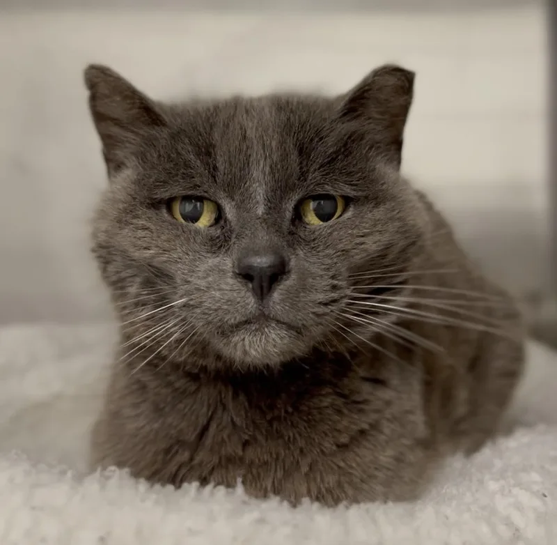 A senior small-sized male Gray / Blue / Silver Domestic Short Hair cat named Blue for adoption in Jamestown, CA