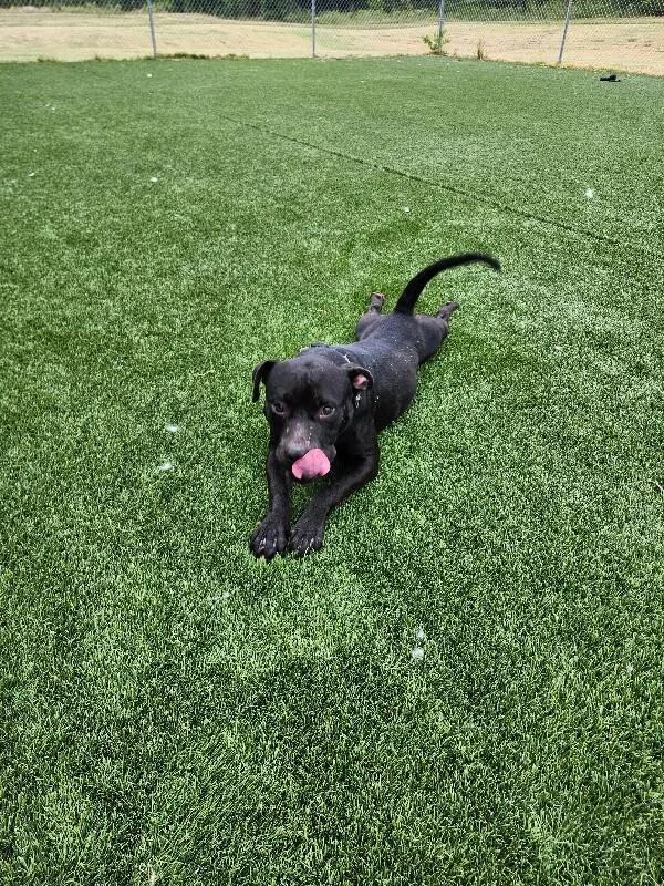 An adult medium-sized male Black Pit Bull Terrier dog named Tobias for adoption in Jackson, TN
