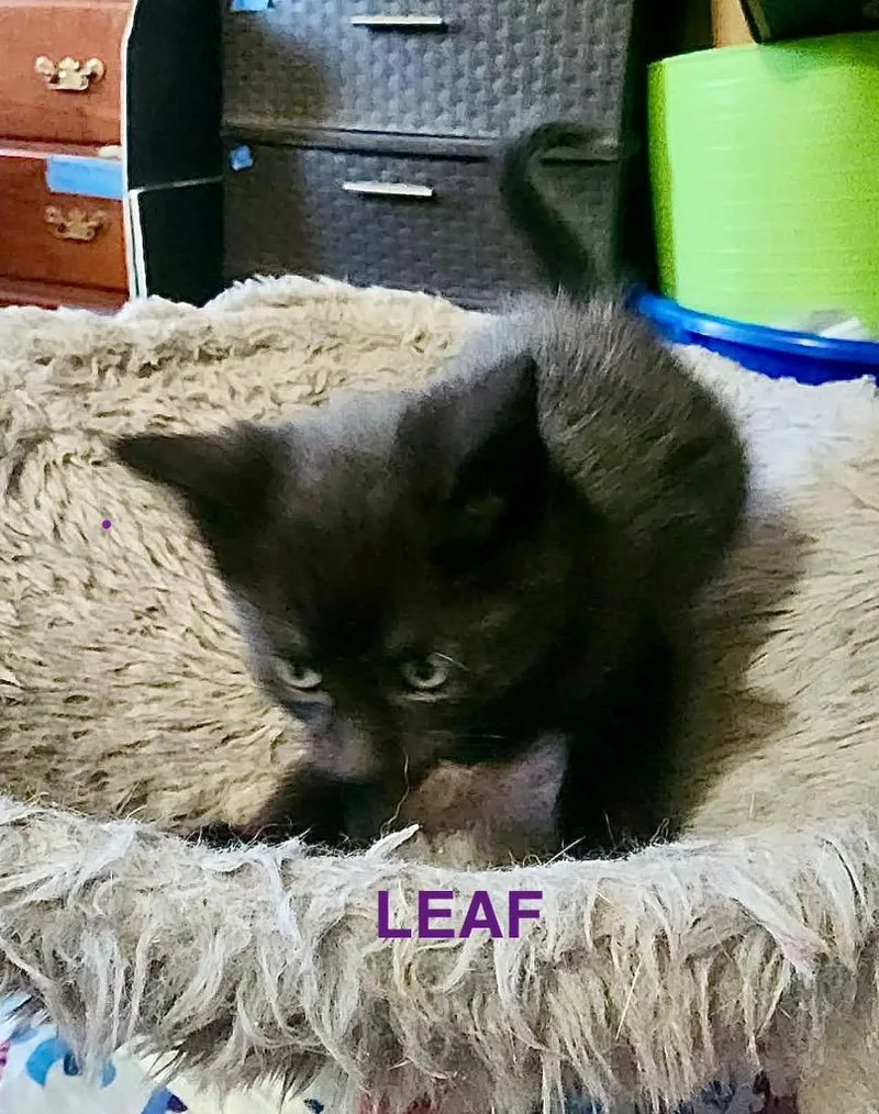 A baby small-sized female Domestic Short Hair cat named Leaf for adoption in Glenfield, NY
