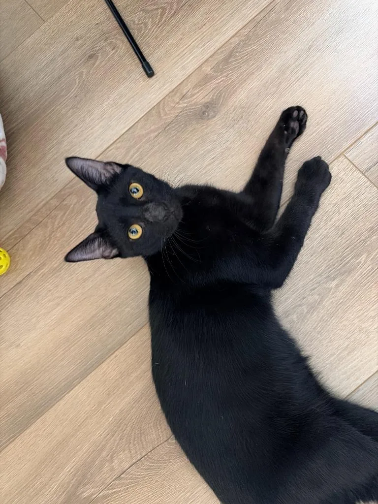 A baby medium-sized male Domestic Short Hair cat named Freddie for adoption in San Antonio, TX