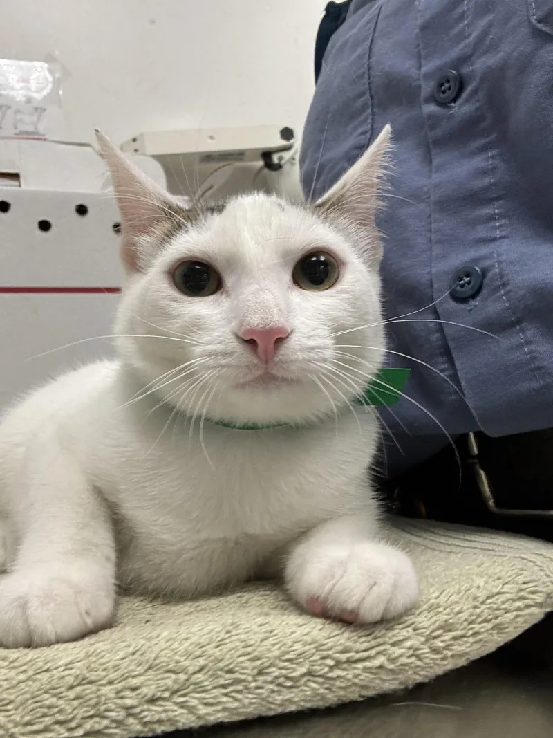 A baby small-sized female Domestic Short Hair cat named Emma for adoption in Los Angeles, CA