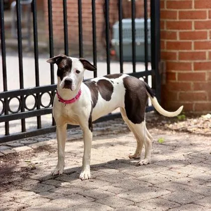 An adult medium-sized female Pit Bull Terrier dog named Kosma for adoption in Washington, DC