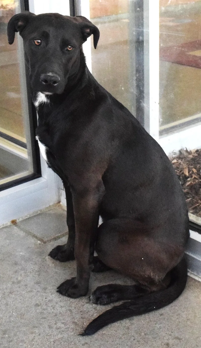 An adult large-sized male Black Labrador Retriever dog named #22031 for adoption in Broken Arrow, OK