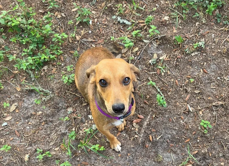 A young small-sized female Sable Dachshund dog named Anya for adoption in Fort Walton Beach, FL