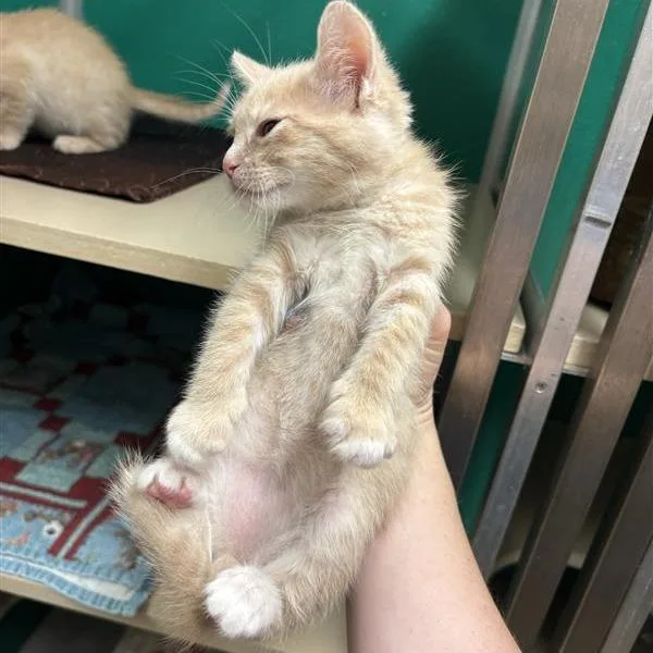 A baby small-sized male Buff / Tan / Fawn Domestic Short Hair cat named Elminster for adoption in Tempe, AZ