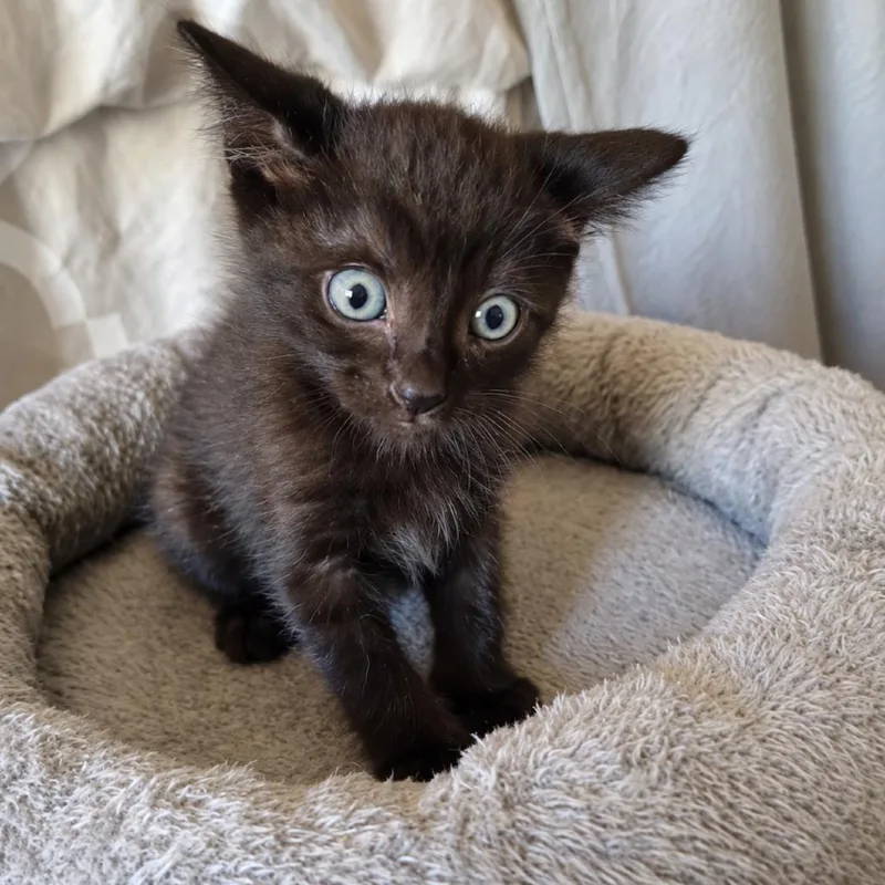 A baby small-sized female Domestic Short Hair cat named Pocahontas for adoption in Commerce City, CO