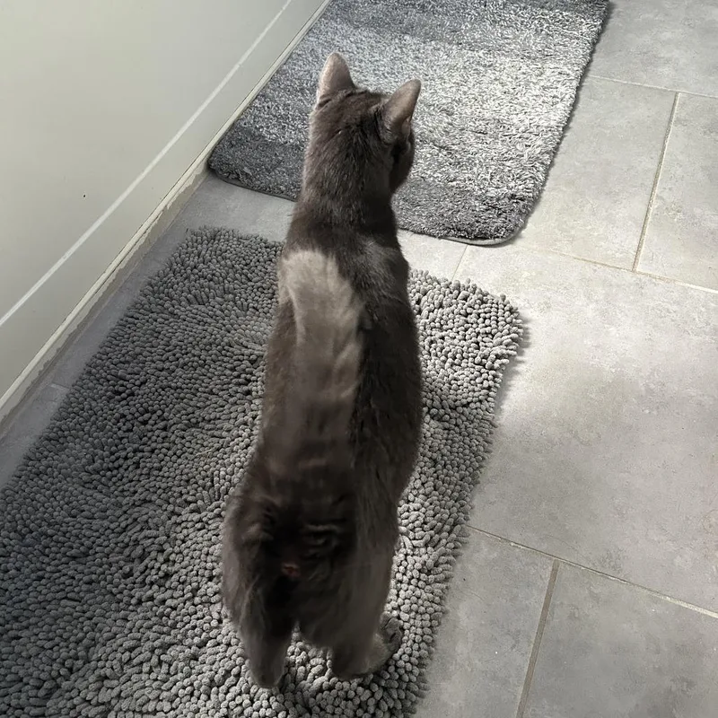 A young small-sized male Gray / Blue / Silver Domestic Short Hair cat named Twilight for adoption in Reisterstown, MD