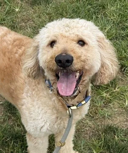 An adult large-sized male Standard Poodle dog named Barkley for adoption in Fallston, MD