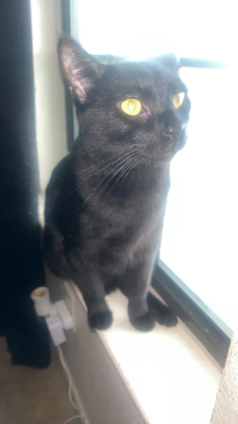 An adult large-sized male Black Domestic Short Hair cat named Buddy for adoption in copperas cove, TX