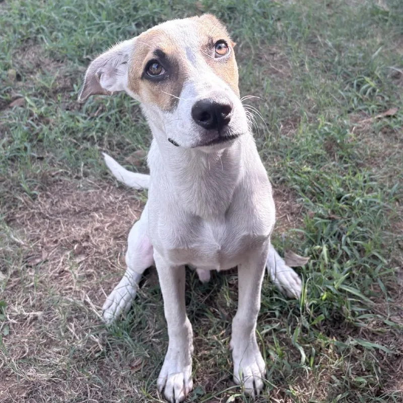 A young medium-sized male White / Cream Terrier dog named Frank for adoption in Tyler, TX