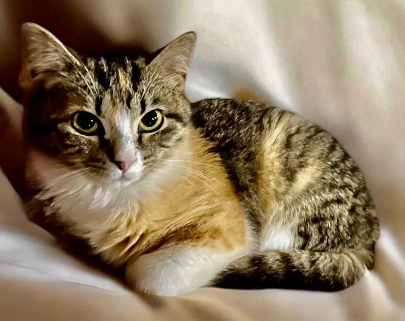 A young medium-sized female Domestic Short Hair cat named Apple for adoption in Cromwell, KY