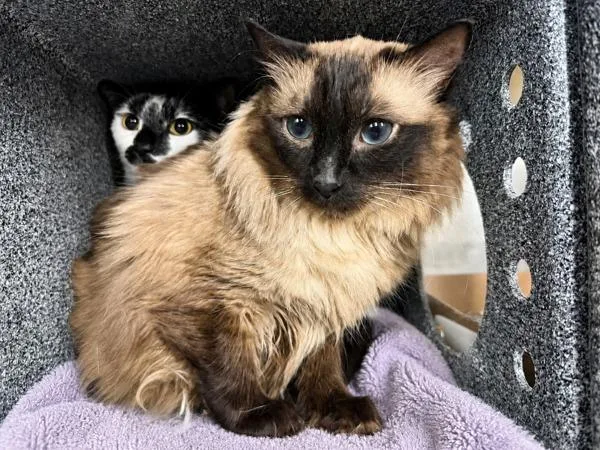 An adult medium-sized female Domestic Short Hair cat named Kyna for adoption in New York, NY