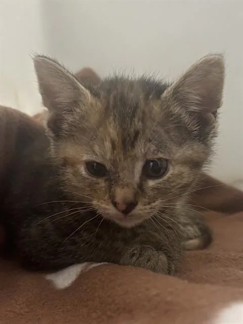 A baby small-sized female Domestic Short Hair cat named Lucy for adoption in Indianapolis, IN