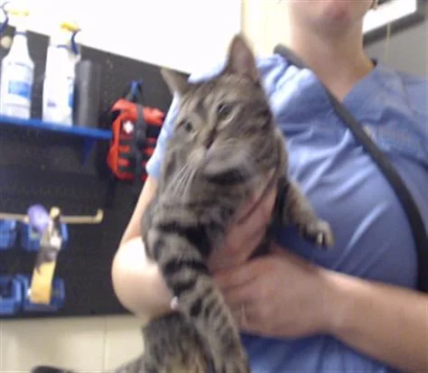 A young small-sized female Domestic Short Hair cat named Lae'zel for adoption in Denver, CO