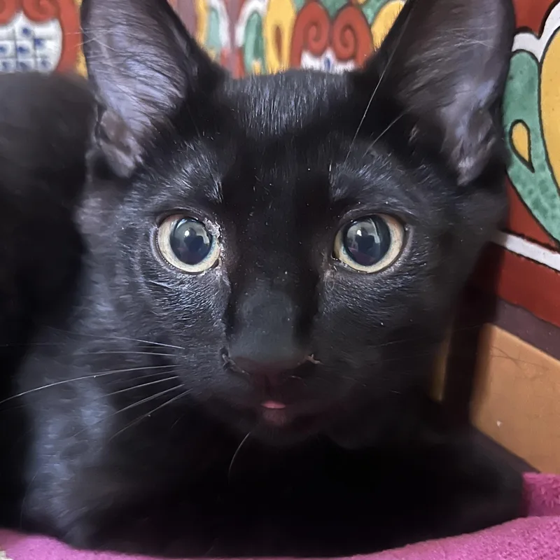 A baby small-sized female American Shorthair cat named Twilight for adoption in Los Angeles, CA