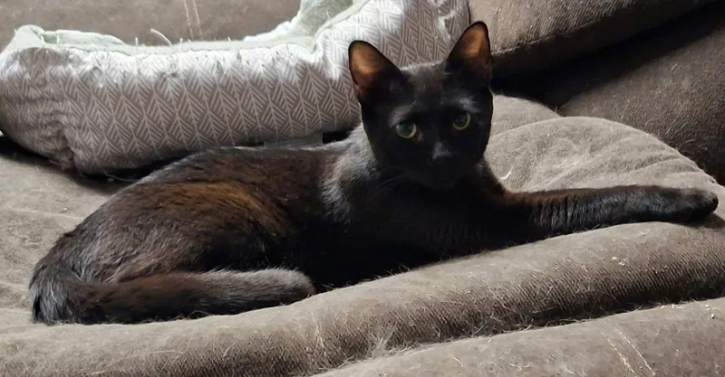 A young medium-sized female Domestic Short Hair cat named Fiona for adoption in Pocatello, ID
