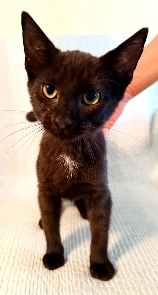 A baby medium-sized male Domestic Short Hair cat named Oliver for adoption in New York, NY