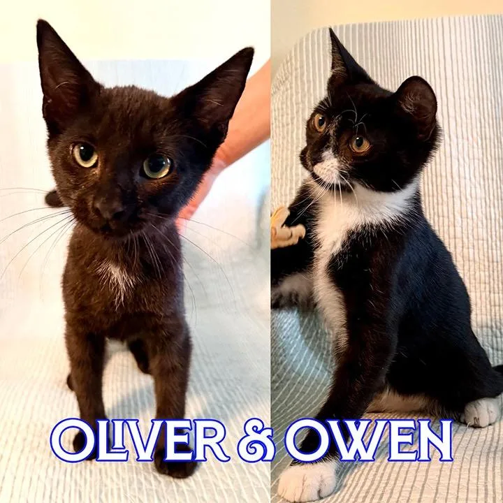 Oliver thumbnail 5