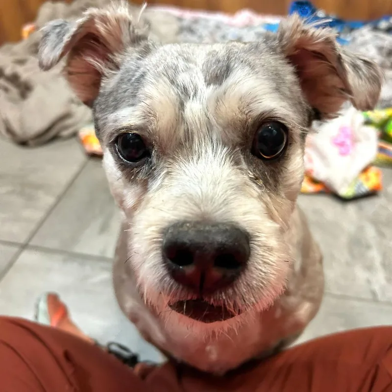 An adult medium-sized male Gray / Blue / Silver Terrier dog named Baby Yoda for adoption in Las Vegas, NV