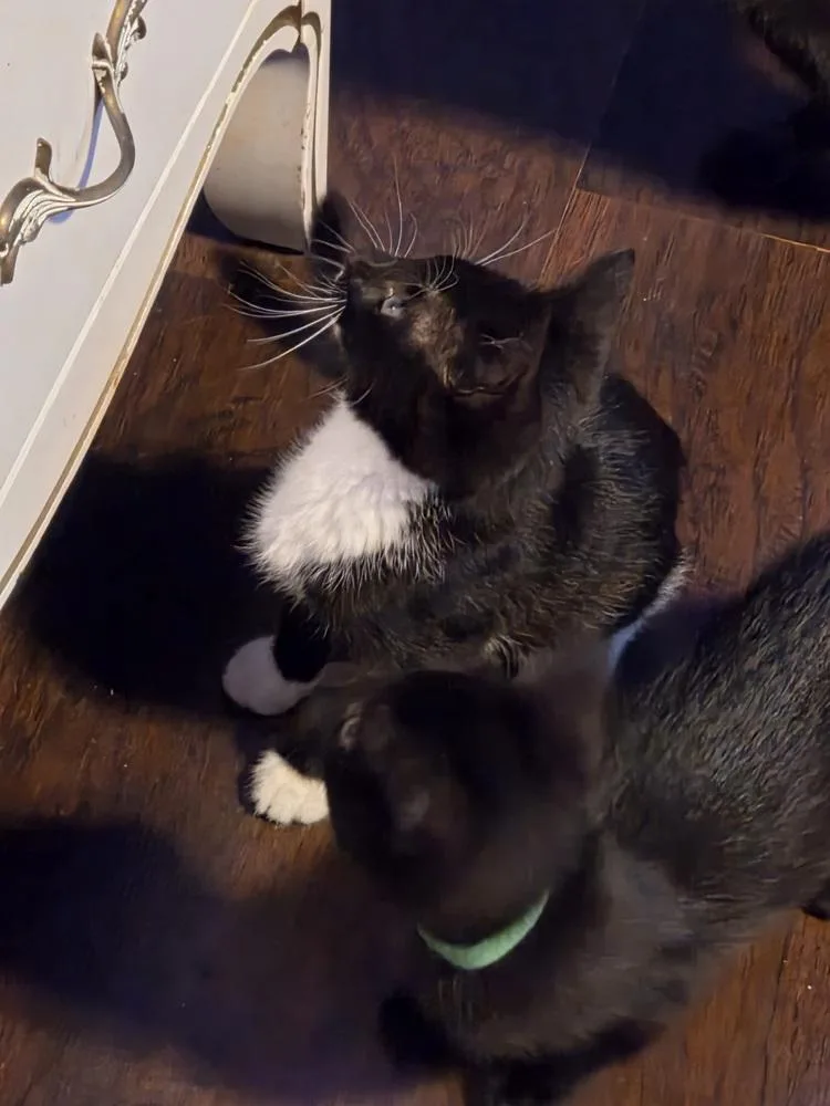 A baby small-sized male Black & White / Tuxedo Domestic Short Hair cat named Vesper for adoption in Dallas, TX