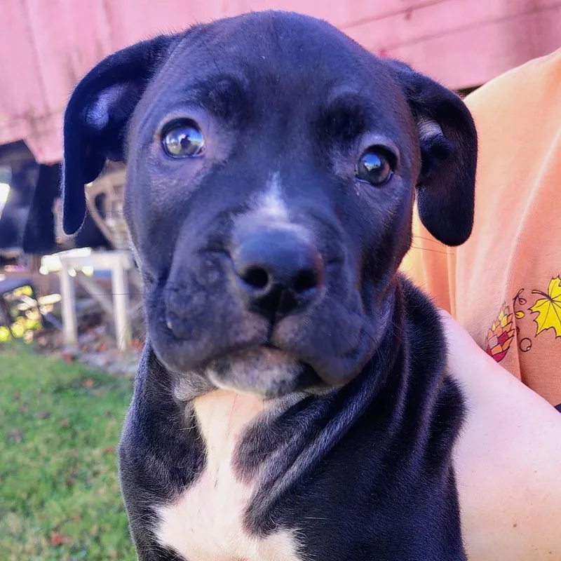 A baby small-sized male Pit Bull Terrier dog named Tennessee for adoption in Johnson City, TN