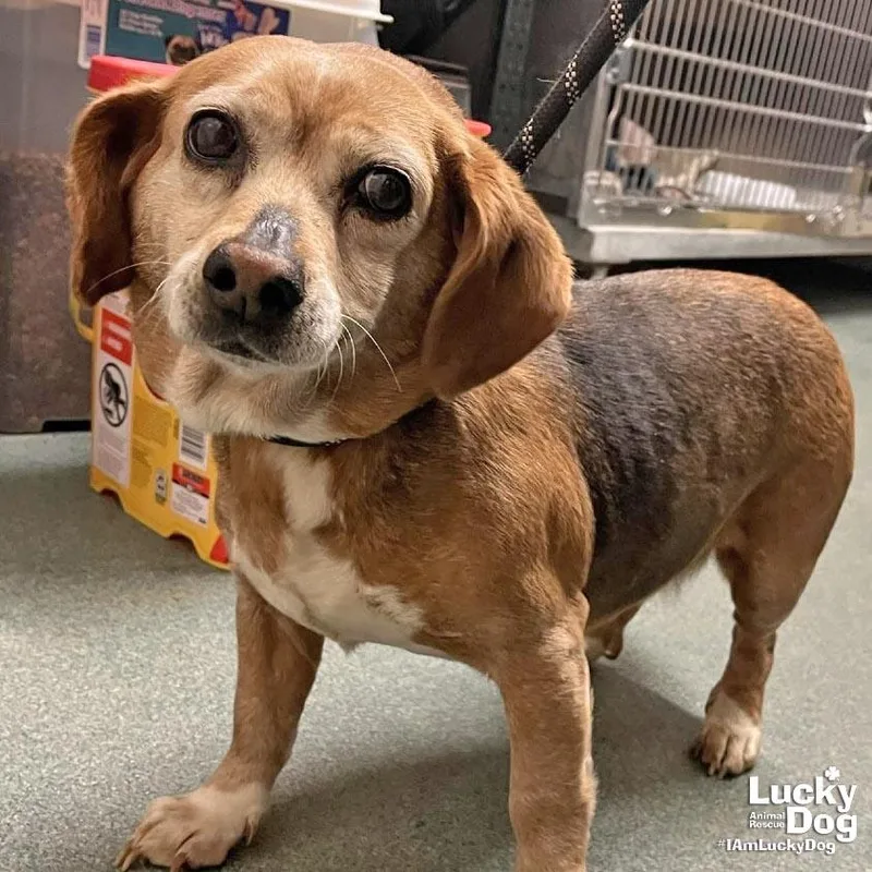 A young small-sized female Beagle dog named Pooh Bear for adoption in Washington, DC