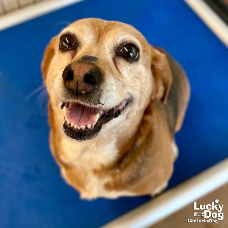 Pooh Bear thumbnail 2